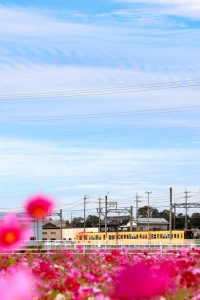 東員町コスモス畑、三岐鉄道、10月の秋の花、三重県員弁郡の観光・撮影スポットの画像と写真