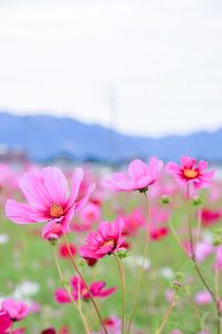 東員町コスモス畑、10月の秋の花、三重県員弁郡の観光・撮影スポットの画像と写真