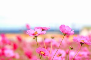 東員町コスモス畑、三岐鉄道、10月の秋の花、三重県員弁郡の観光・撮影スポットの画像と写真