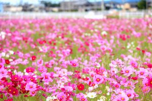 東員町コスモス畑、10月の秋の花、三重県員弁郡の観光・撮影スポットの画像と写真