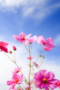 東員町コスモス畑、10月の秋の花、三重県員弁郡の観光・撮影スポットの画像と写真