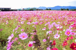 東員町コスモス畑、10月の秋の花、三重県員弁郡の観光・撮影スポットの画像と写真東員町コスモス畑、10月の秋の花、三重県員弁郡の観光・撮影スポットの画像と写真
