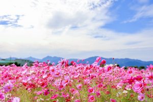 東員町コスモス畑、10月の秋の花、三重県員弁郡の観光・撮影スポットの画像と写真