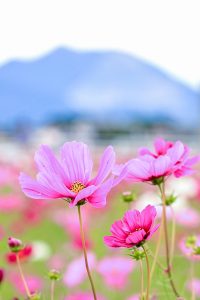東員町コスモス畑、10月の秋の花、三重県員弁郡の観光・撮影スポットの画像と写真
