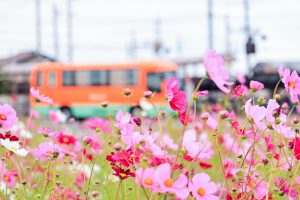東員町コスモス畑、三岐鉄道、10月の秋の花、三重県員弁郡の観光・撮影スポットの画像と写真