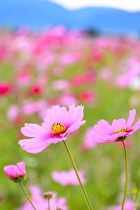 東員町コスモス畑、10月の秋の花、三重県員弁郡の観光・撮影スポットの画像と写真