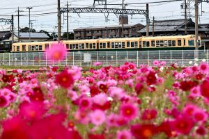 東員町コスモス畑、三岐鉄道、10月の秋の花、三重県員弁郡の観光・撮影スポットの画像と写真