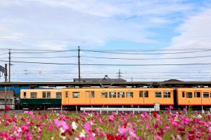 東員町コスモス畑、三岐鉄道、10月の秋の花、三重県員弁郡の観光・撮影スポットの画像と写真