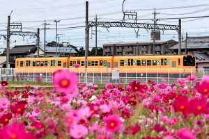 東員町コスモス畑、三岐鉄道、10月の秋の花、三重県員弁郡の観光・撮影スポットの画像と写真