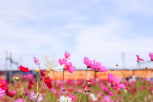 東員町コスモス畑、三岐鉄道、10月の秋の花、三重県員弁郡の観光・撮影スポットの画像と写真