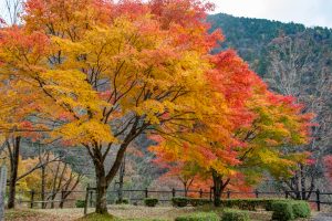 付知峡、紅葉、11月秋、岐阜県中津川市の観光・撮影スポットの名所