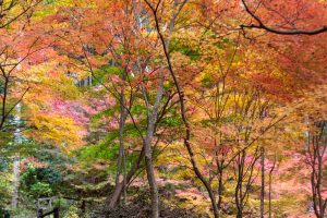 付知峡、紅葉、11月秋、岐阜県中津川市の観光・撮影スポットの名所