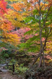 付知峡、紅葉、11月秋、岐阜県中津川市の観光・撮影スポットの名所