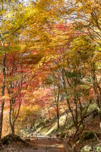 付知峡、紅葉、11月秋、岐阜県中津川市の観光・撮影スポットの名所