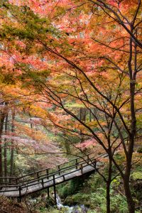 付知峡、紅葉、11月秋、岐阜県中津川市の観光・撮影スポットの名所