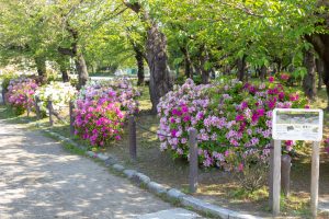 鶴舞公園、つつじ、4月の春の花、名古屋市昭和区の観光・撮影スポットの画像と写真