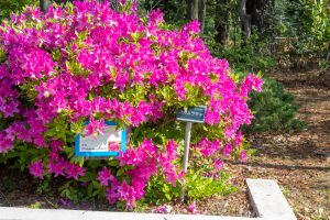 鶴舞公園、4月の春の花、名古屋市昭和区の観光・撮影スポットの画像と写真