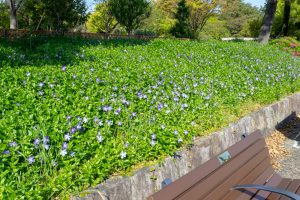 鶴舞公園、4月の春の花、名古屋市昭和区の観光・撮影スポットの画像と写真
