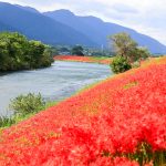 津屋川、彼岸花、9月の秋の花、岐阜県海津市の観光・撮影スポットの画像と写真