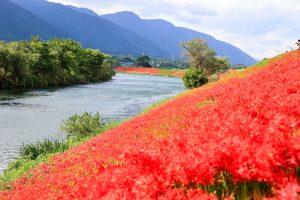 津屋川、彼岸花、9月の秋の花、岐阜県海津市の観光・撮影スポットの画像と写真