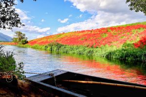 津屋川、彼岸花、9月の秋の花、岐阜県海津市の観光・撮影スポットの画像と写真