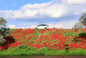 津屋川、彼岸花、9月の秋の花、岐阜県海津市の観光・撮影スポットの画像と写真