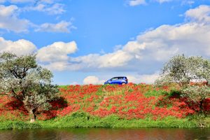 津屋川、彼岸花、9月の秋の花、岐阜県海津市の観光・撮影スポットの画像と写真