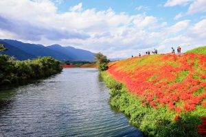津屋川、彼岸花、9月の秋の花、岐阜県海津市の観光・撮影スポットの画像と写真