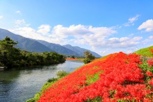 津屋川、彼岸花、9月の秋の花、岐阜県海津市の観光・撮影スポットの画像と写真