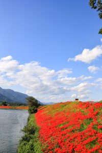 津屋川、彼岸花、9月の秋の花、岐阜県海津市の観光・撮影スポットの画像と写真