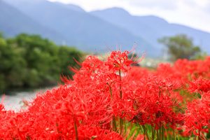 津屋川、彼岸花、9月の秋の花、岐阜県海津市の観光・撮影スポットの画像と写真