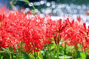 津屋川、彼岸花、9月の秋の花、岐阜県海津市の観光・撮影スポットの画像と写真
