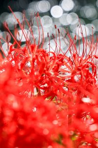 津屋川、彼岸花、9月の秋の花、岐阜県海津市の観光・撮影スポットの画像と写真