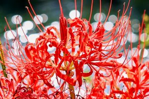 津屋川、彼岸花、9月の秋の花、岐阜県海津市の観光・撮影スポットの画像と写真