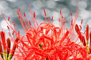 津屋川、彼岸花、9月の秋の花、岐阜県海津市の観光・撮影スポットの画像と写真