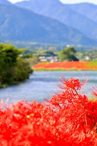 津屋川、彼岸花、9月の秋の花、岐阜県海津市の観光・撮影スポットの画像と写真