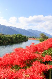 津屋川、彼岸花、9月の秋の花、岐阜県海津市の観光・撮影スポットの画像と写真