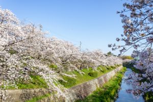 山崎川四季の森、桜、3月の春の花、名古屋市瑞穂区の観光・撮影スポットの名所