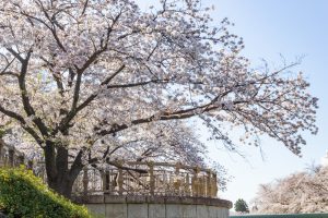 山崎川四季の森、桜、3月の春の花、名古屋市瑞穂区の観光・撮影スポットの名所