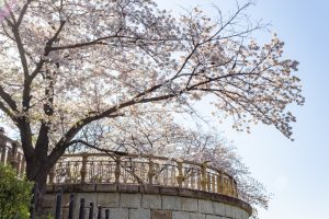 山崎川四季の森、桜、3月の春の花、名古屋市瑞穂区の観光・撮影スポットの名所