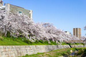 山崎川四季の森、桜、3月の春の花、名古屋市瑞穂区の観光・撮影スポットの名所