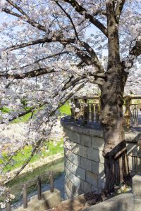 山崎川四季の森、桜、3月の春の花、名古屋市瑞穂区の観光・撮影スポットの名所