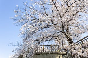 山崎川四季の森、桜、3月の春の花、名古屋市瑞穂区の観光・撮影スポットの名所