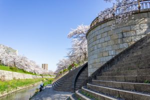 山崎川四季の森、桜、3月の春の花、名古屋市瑞穂区の観光・撮影スポットの名所