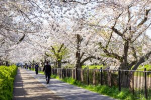山崎川四季の森、桜、3月の春の花、名古屋市瑞穂区の観光・撮影スポットの名所