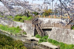 山崎川四季の森、桜、3月の春の花、名古屋市瑞穂区の観光・撮影スポットの名所