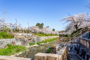 山崎川四季の森、桜、3月の春の花、名古屋市瑞穂区の観光・撮影スポットの名所