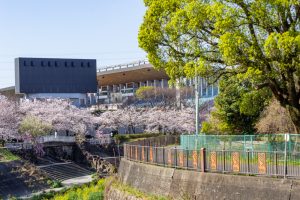 山崎川四季の森、桜、3月の春の花、名古屋市瑞穂区の観光・撮影スポットの名所