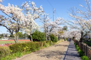 山崎川四季の森、桜、3月の春の花、名古屋市瑞穂区の観光・撮影スポットの名所