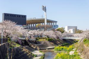 山崎川四季の森、桜、3月の春の花、名古屋市瑞穂区の観光・撮影スポットの名所
